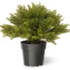 15 in. Globe Cedar Tree Potted Plants|Topiaries & Shrubs