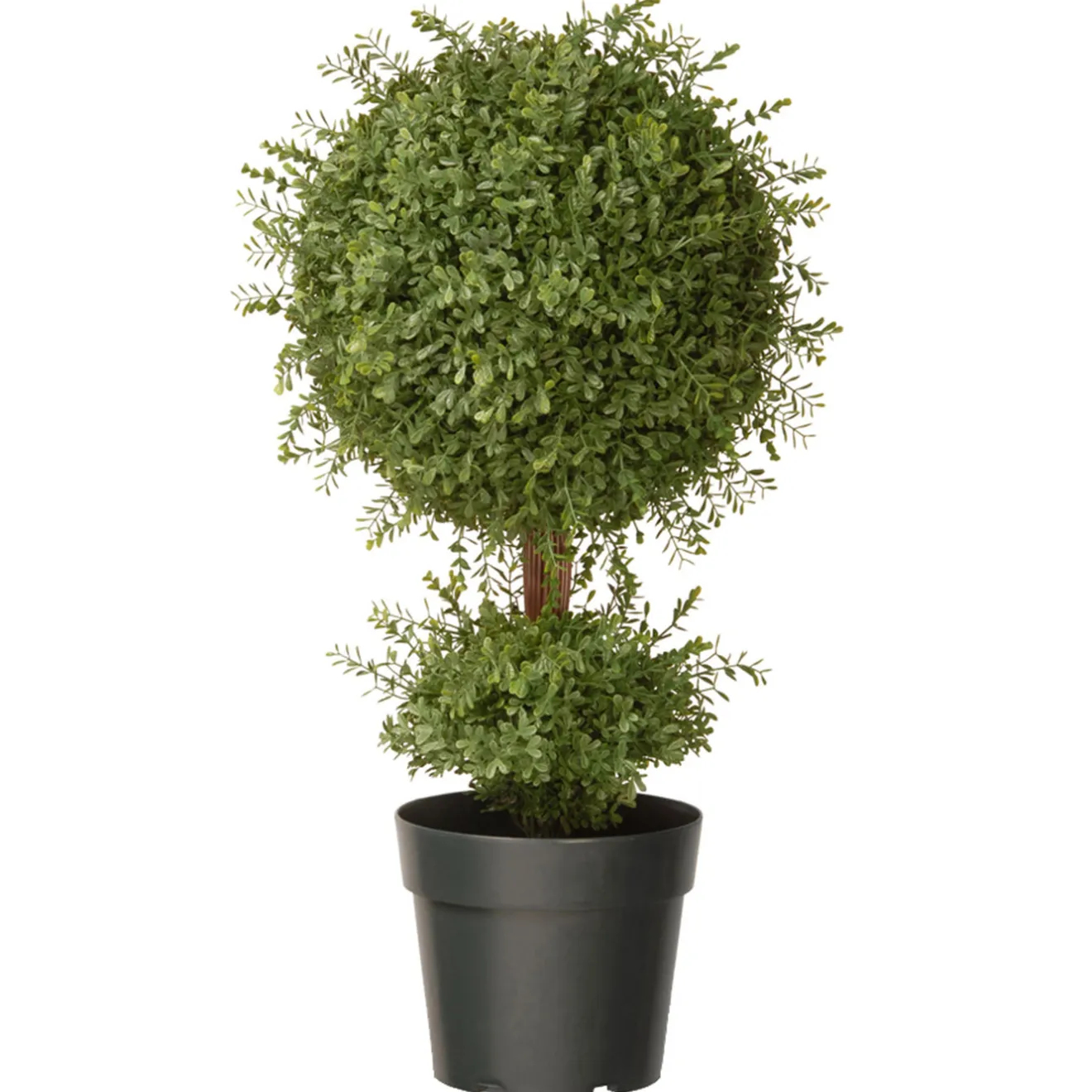 Discount 30 in. Mini Tea Leaf 1 Ball in Green Round Growers Pot Topiaries & Shrubs
