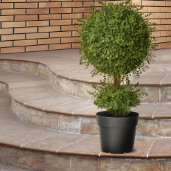 Discount 30 in. Mini Tea Leaf 1 Ball in Green Round Growers Pot Topiaries & Shrubs