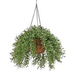 Sale 18 in. Spring Argentea Hanging Plant with Pink Flowers Hanging Plants