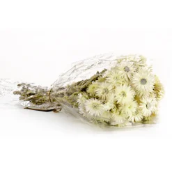 Hot 16 in. Spring Dried Natural Capeblumen Flowers Bouquet Flower Arrangements